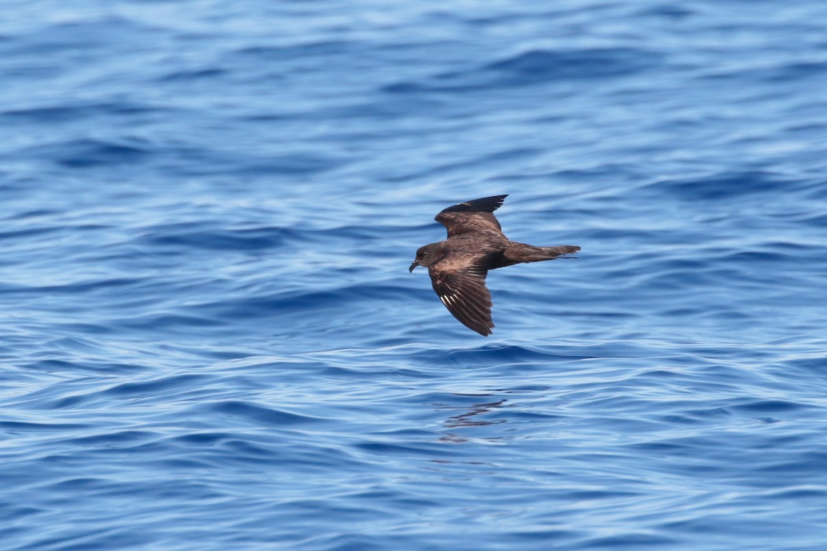 Matsudaira's Storm-Petrel - ML623316863