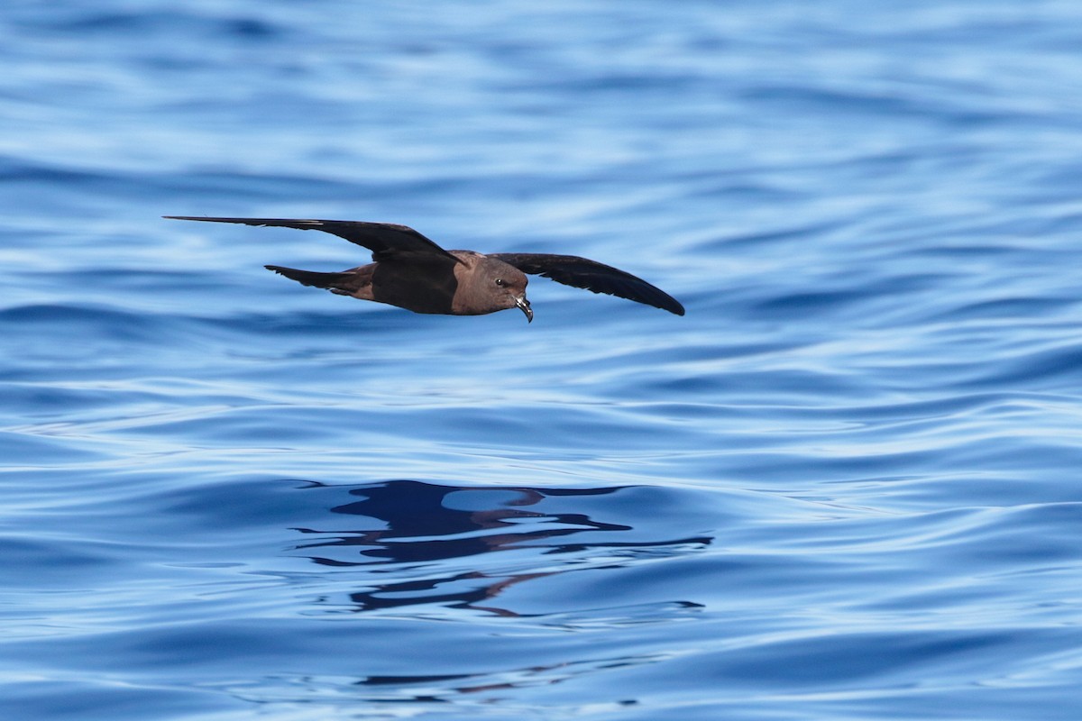 Matsudaira's Storm-Petrel - ML623316864