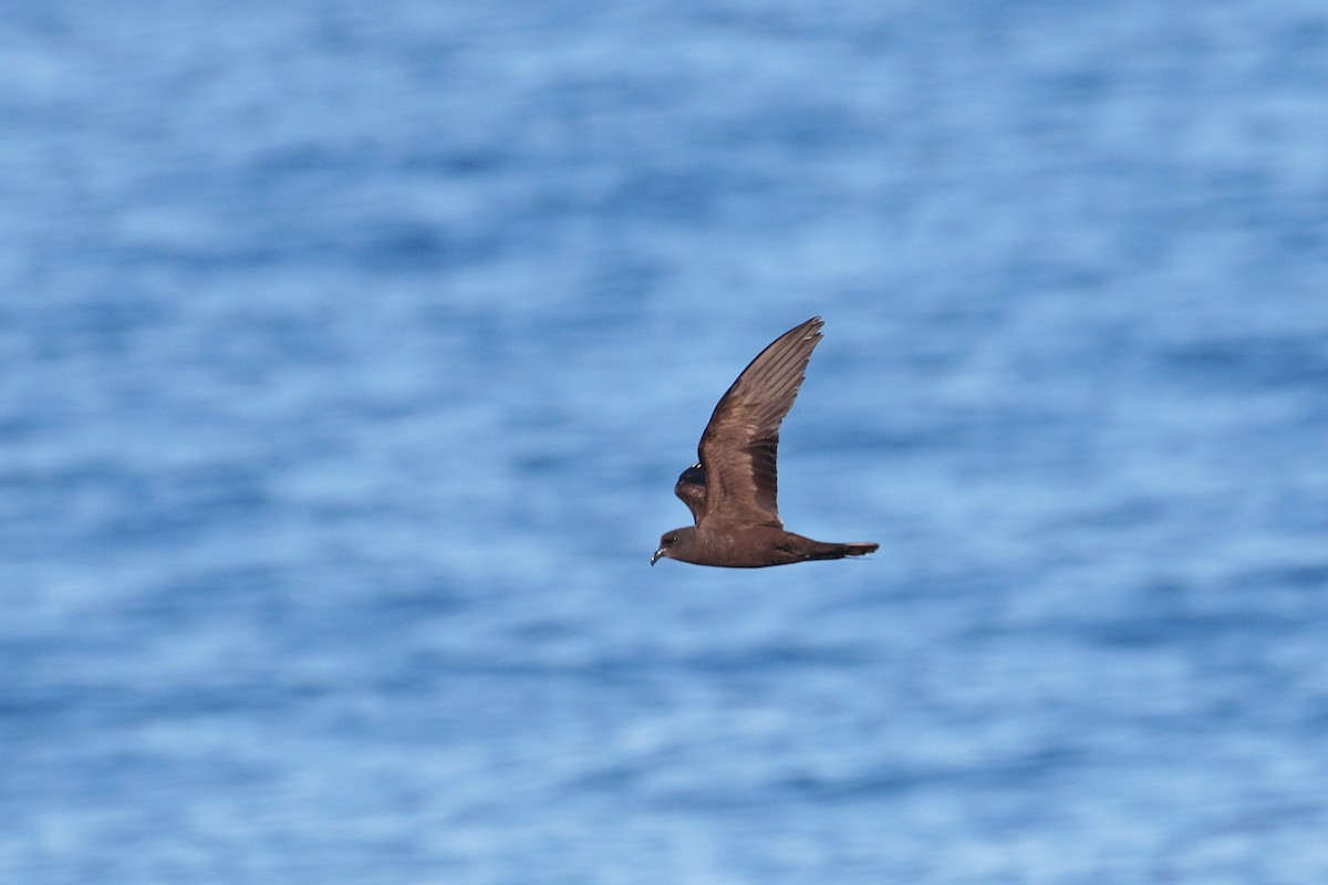 Matsudaira's Storm-Petrel - ML623316865