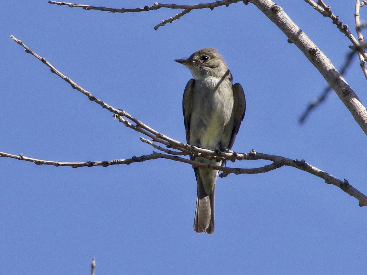 Olive-sided Flycatcher - ML623316929