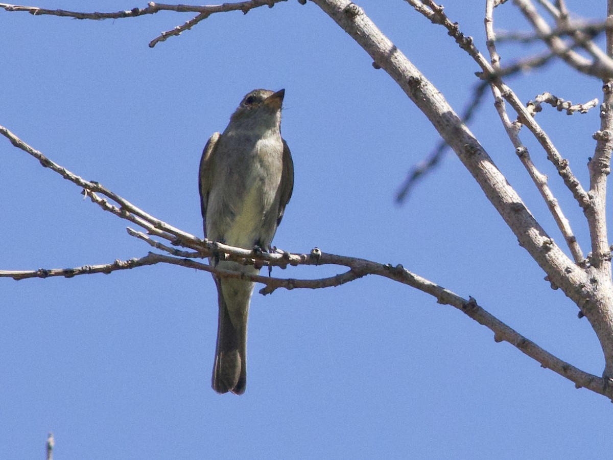 Olive-sided Flycatcher - ML623316930