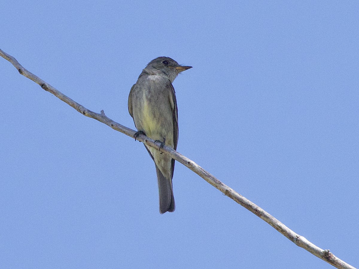 Olive-sided Flycatcher - ML623316931