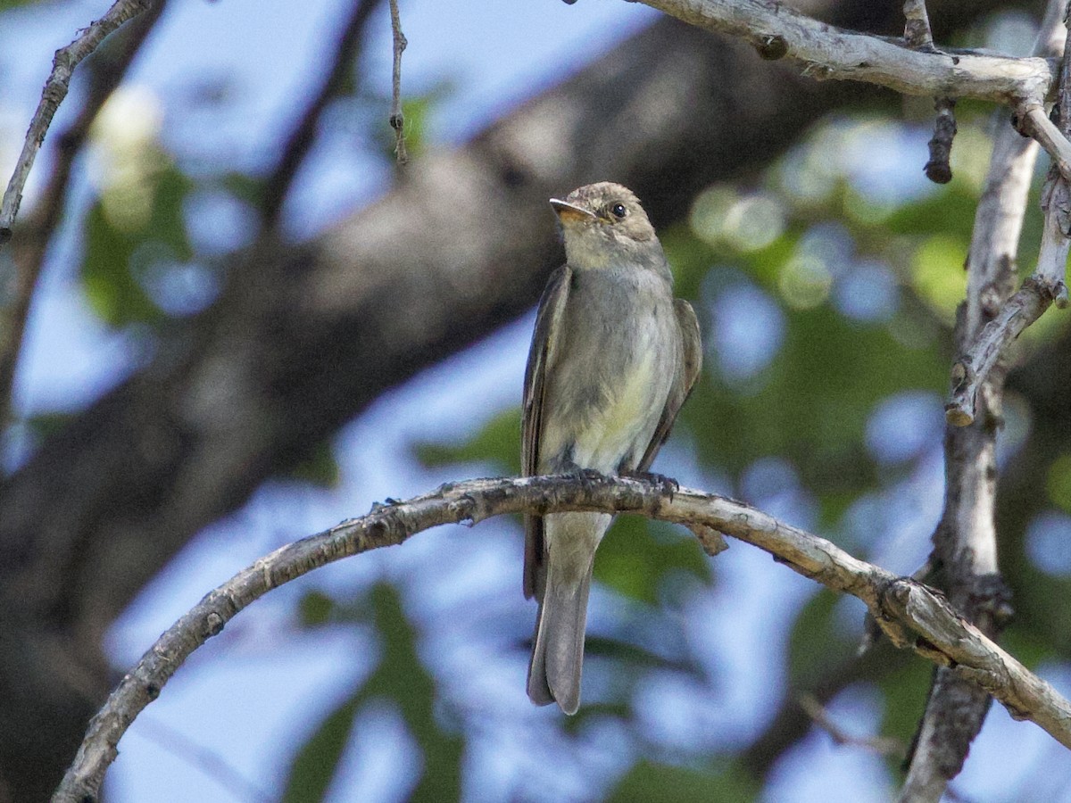 Olive-sided Flycatcher - ML623316932