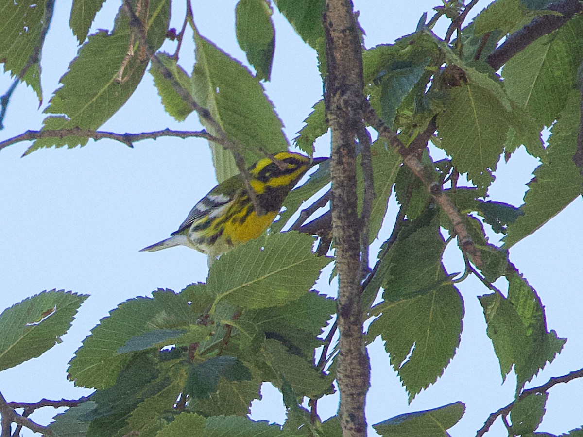 Townsend's Warbler - ML623316947