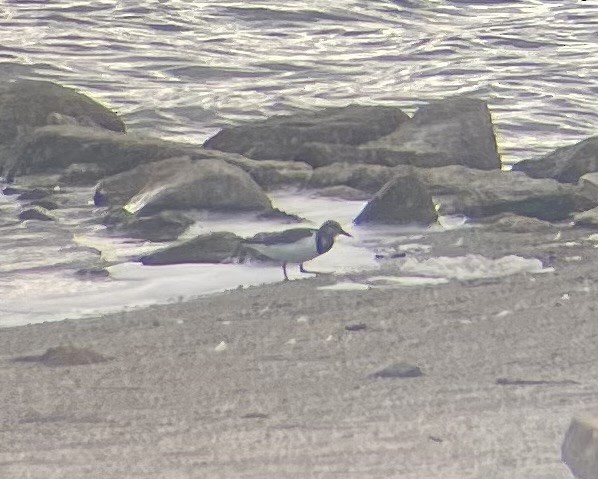 Ruddy Turnstone - ML623316952