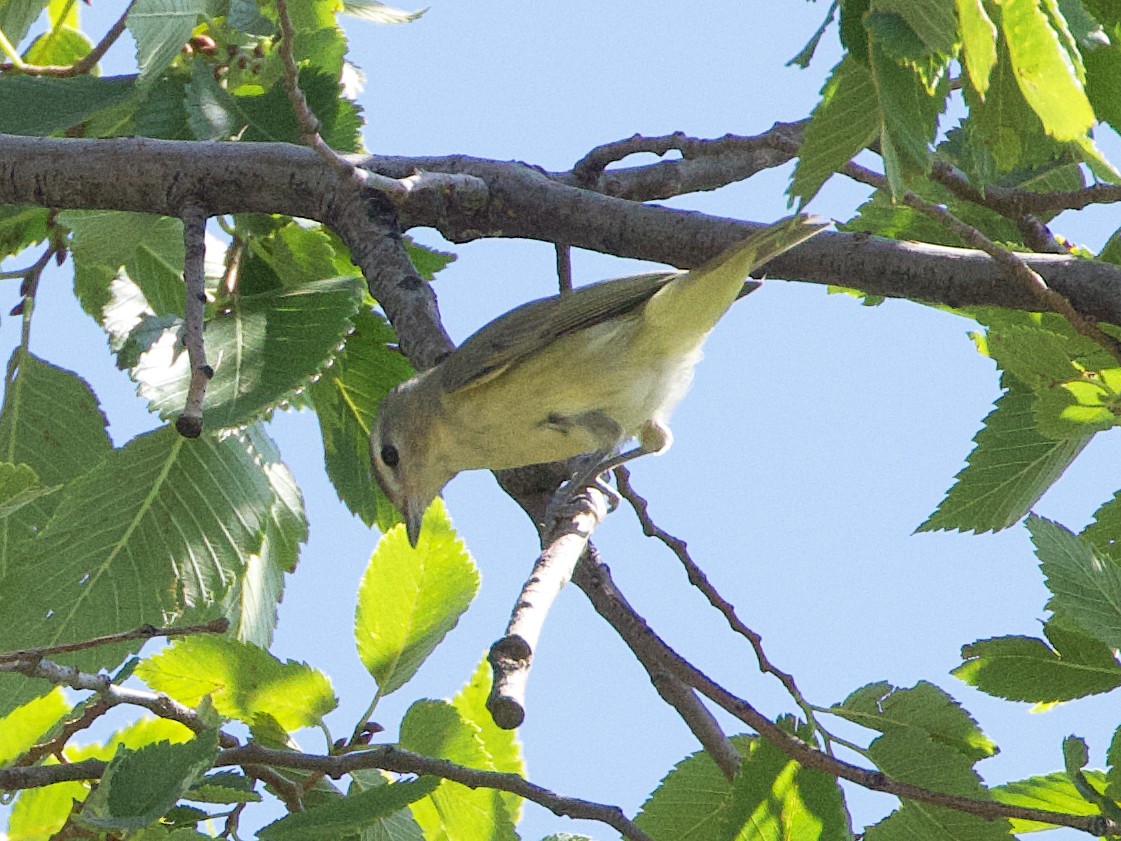 Warbling Vireo - ML623316960