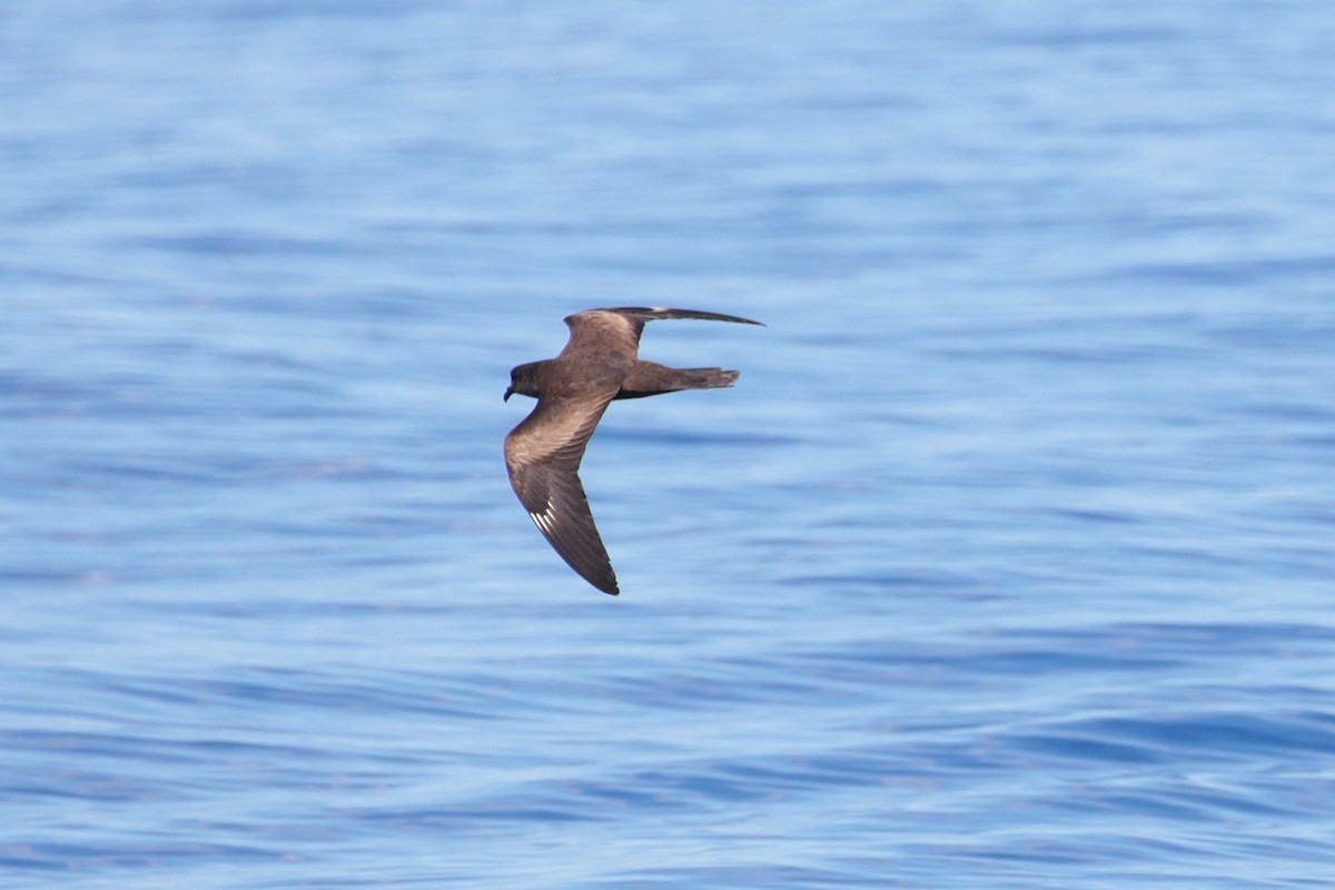 Matsudaira's Storm-Petrel - ML623316982