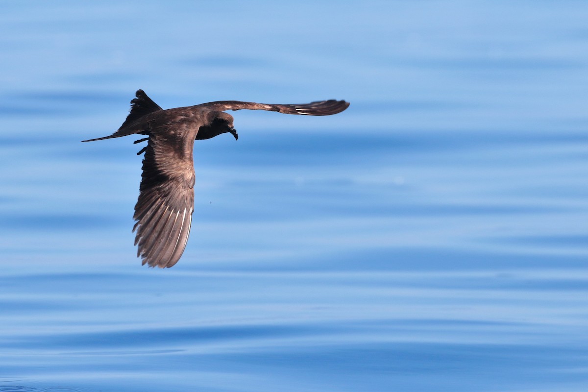 Matsudaira's Storm-Petrel - ML623316984