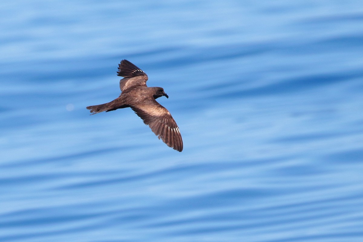 Matsudaira's Storm-Petrel - ML623316985