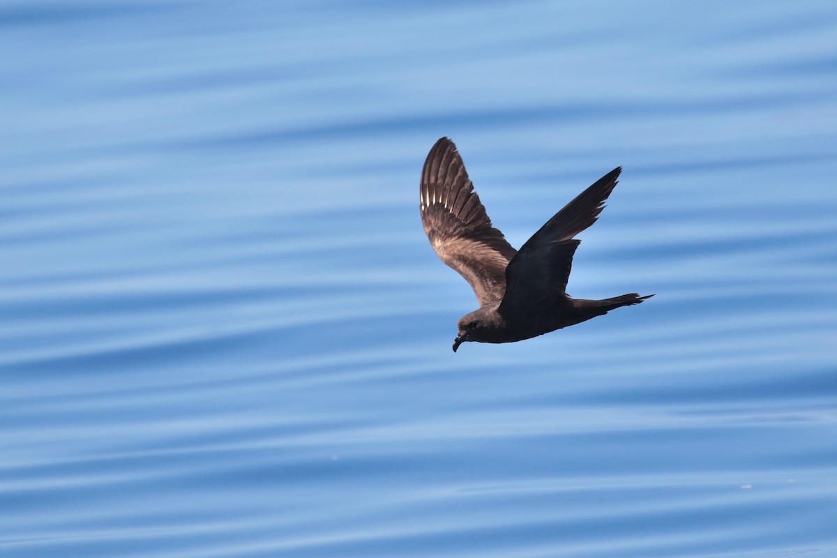 Matsudaira's Storm-Petrel - ML623316986