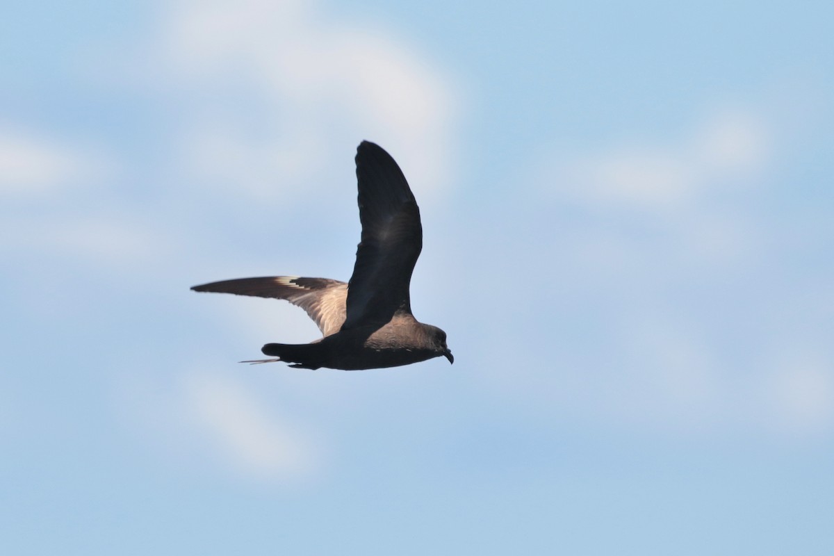 Matsudaira's Storm-Petrel - ML623316987