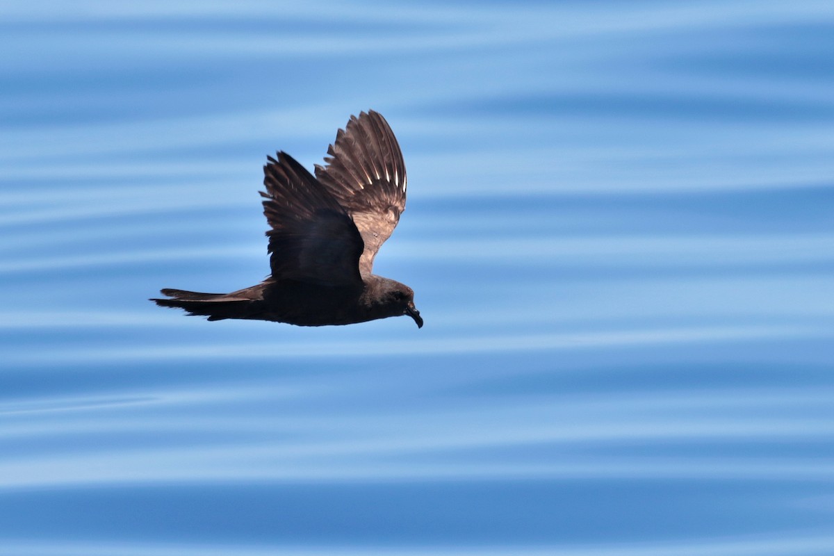 Matsudaira's Storm-Petrel - ML623317000