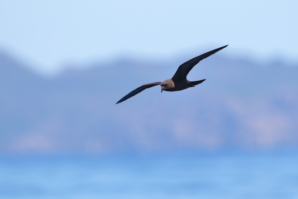 Matsudaira's Storm-Petrel - ML623317001