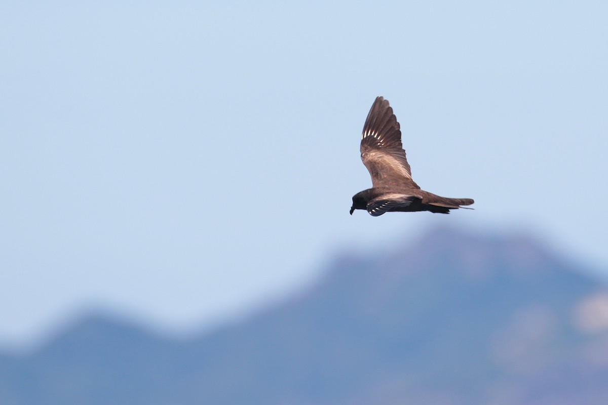 Matsudaira's Storm-Petrel - ML623317002