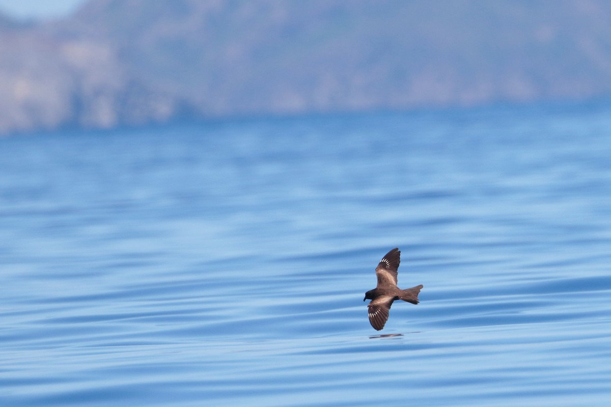 Matsudaira's Storm-Petrel - ML623317003