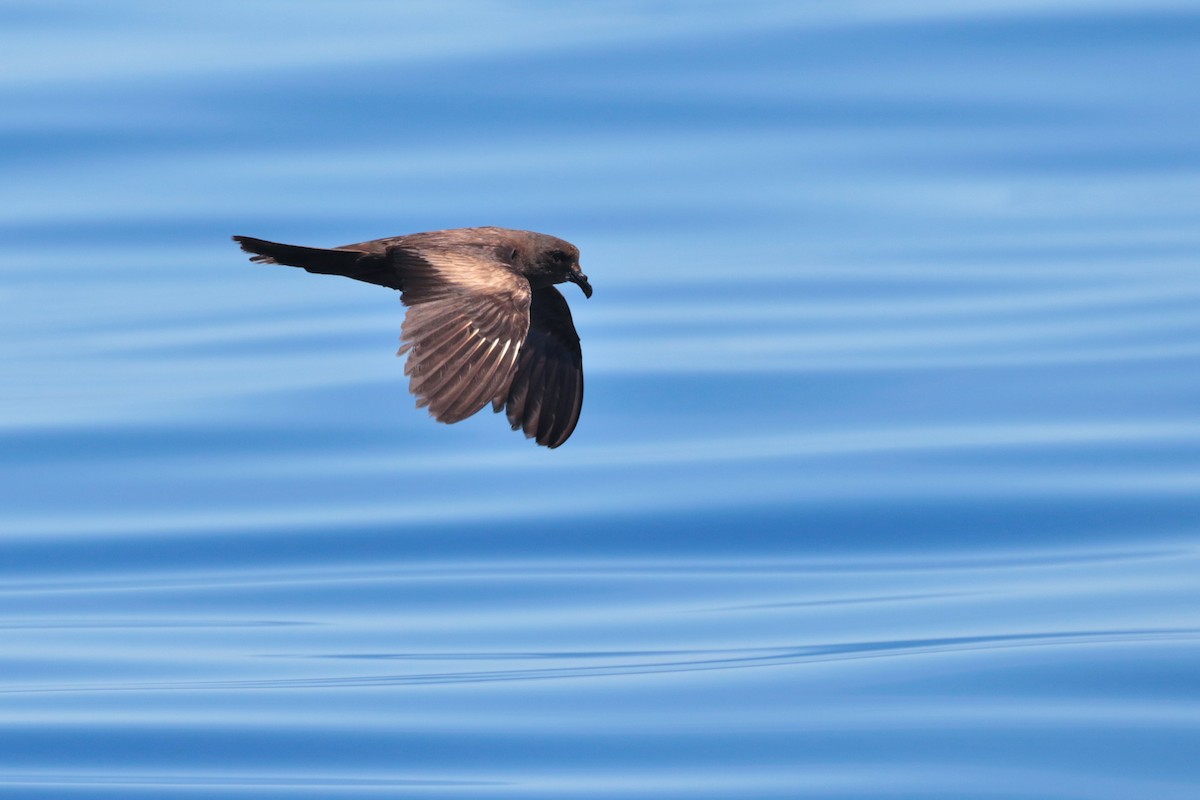 Matsudaira's Storm-Petrel - ML623317005