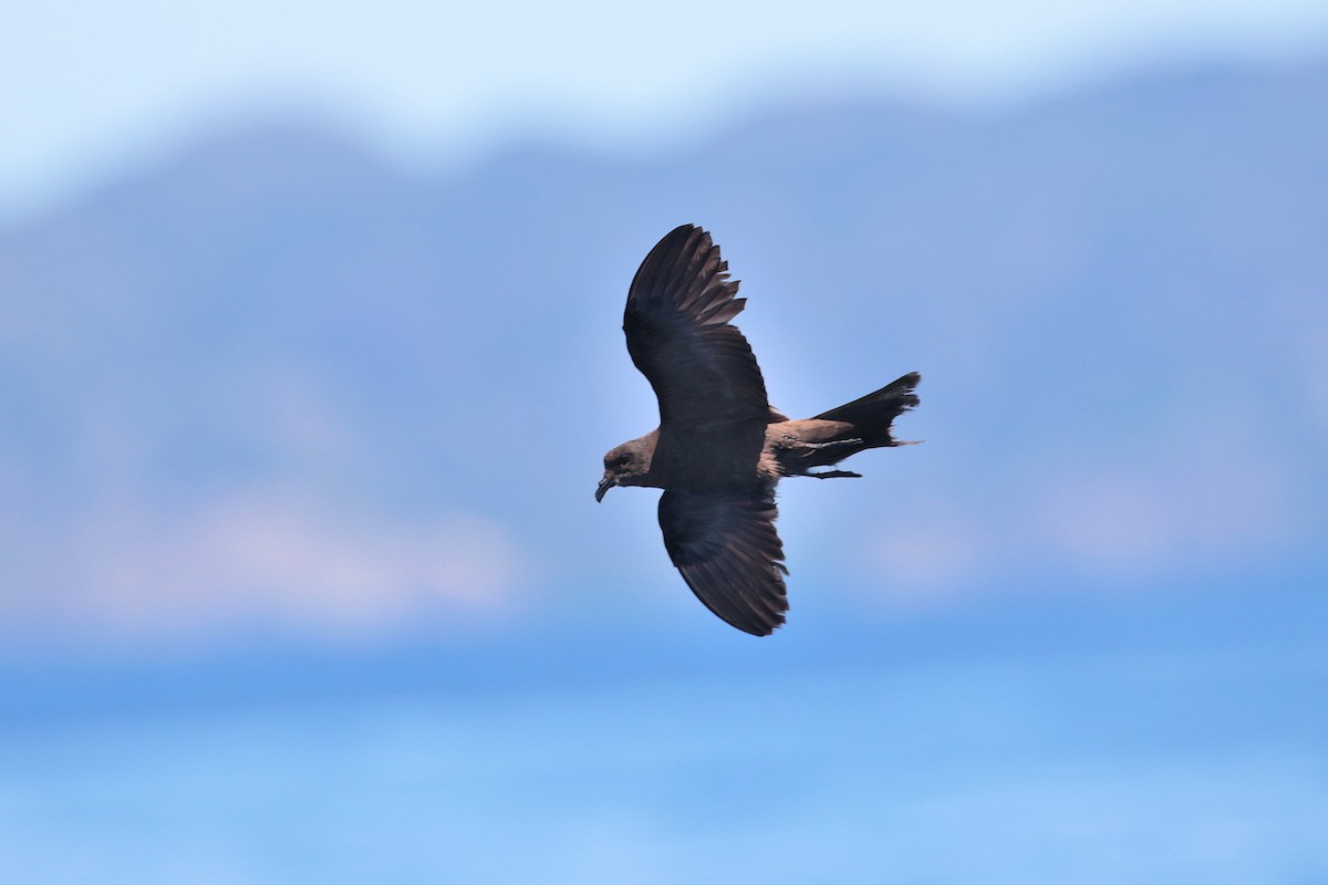 Matsudaira's Storm-Petrel - ML623317006