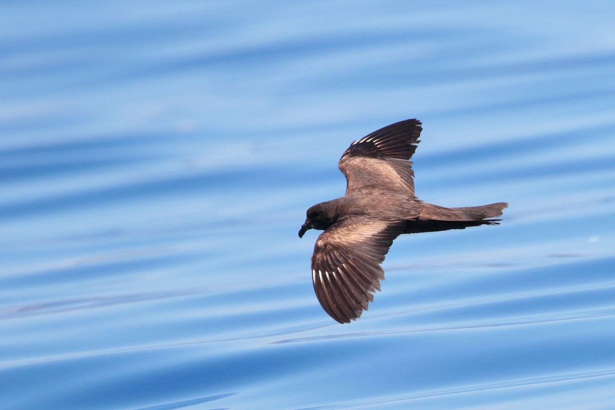 Matsudaira's Storm-Petrel - ML623317009