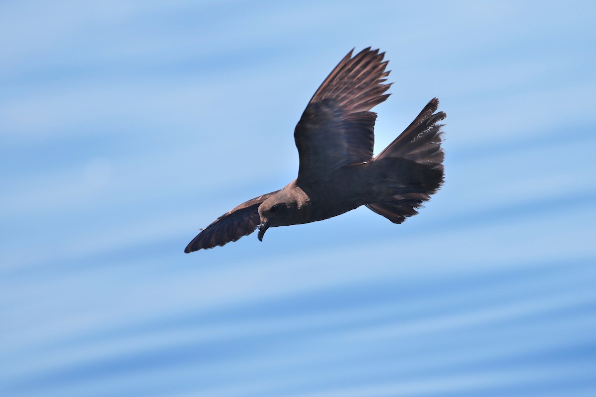 Matsudaira's Storm-Petrel - ML623317010