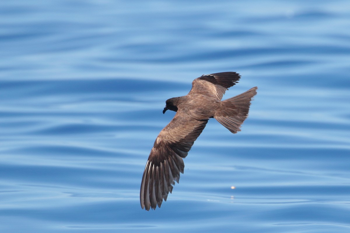 Matsudaira's Storm-Petrel - Atsushi Shimazaki