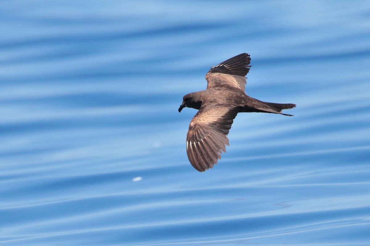 Matsudaira's Storm-Petrel - ML623317016