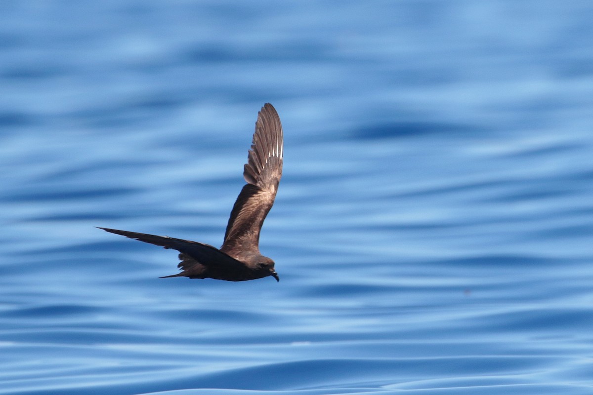 Matsudaira's Storm-Petrel - ML623317020