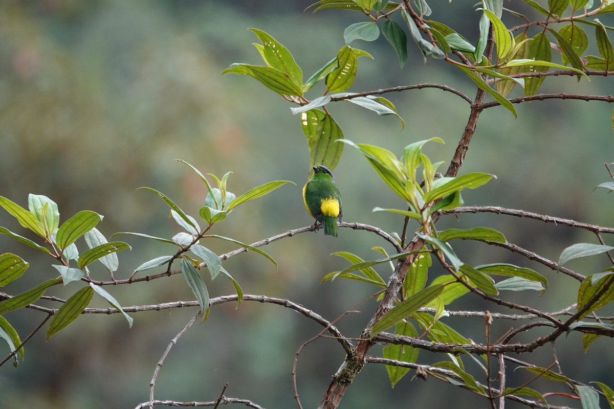 Chestnut-breasted Chlorophonia - ML623317147