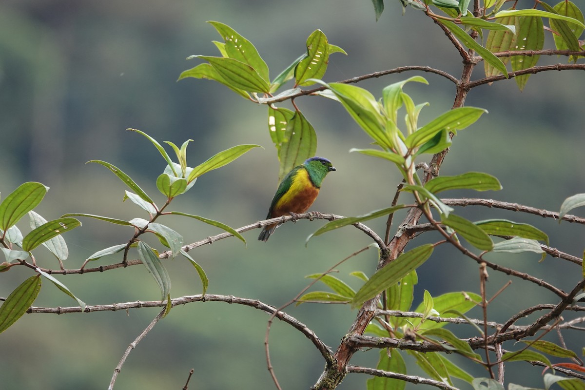 Chestnut-breasted Chlorophonia - ML623317149