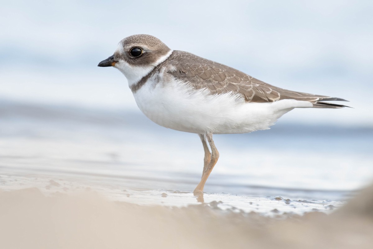 Semipalmated Plover - ML623317151