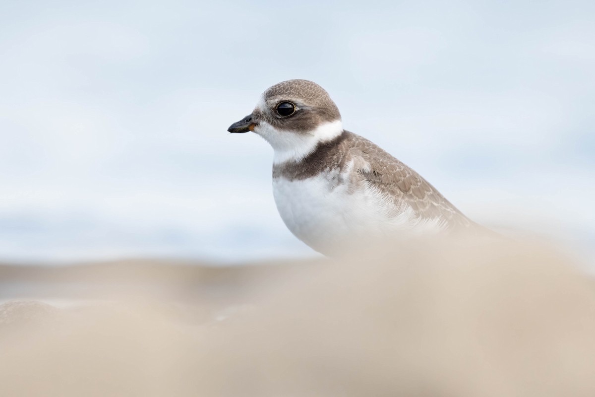 Semipalmated Plover - ML623317152