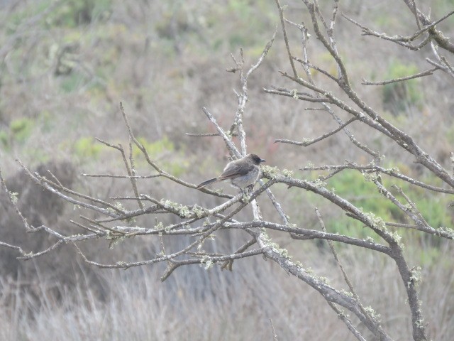 Common Bulbul - ML623317155