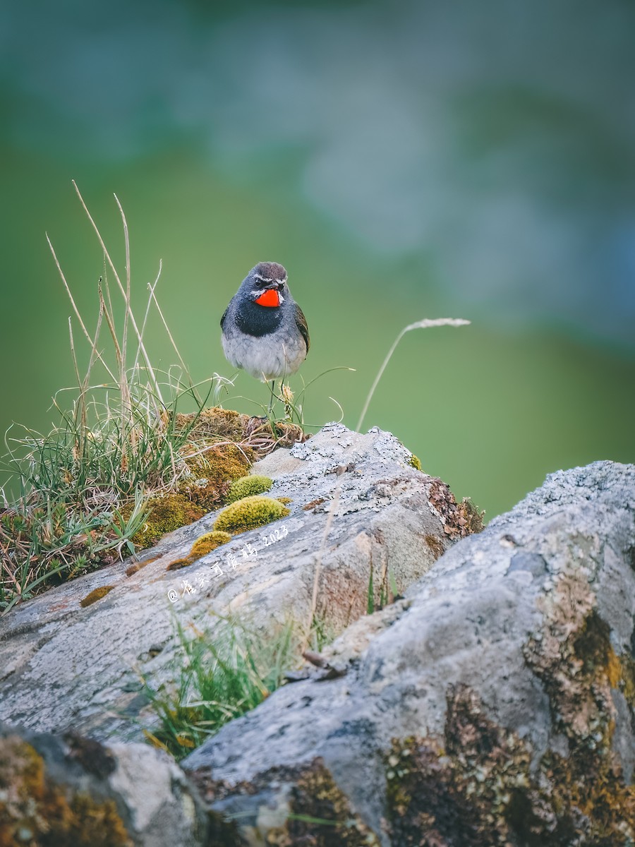 Chinese Rubythroat - ML623317162