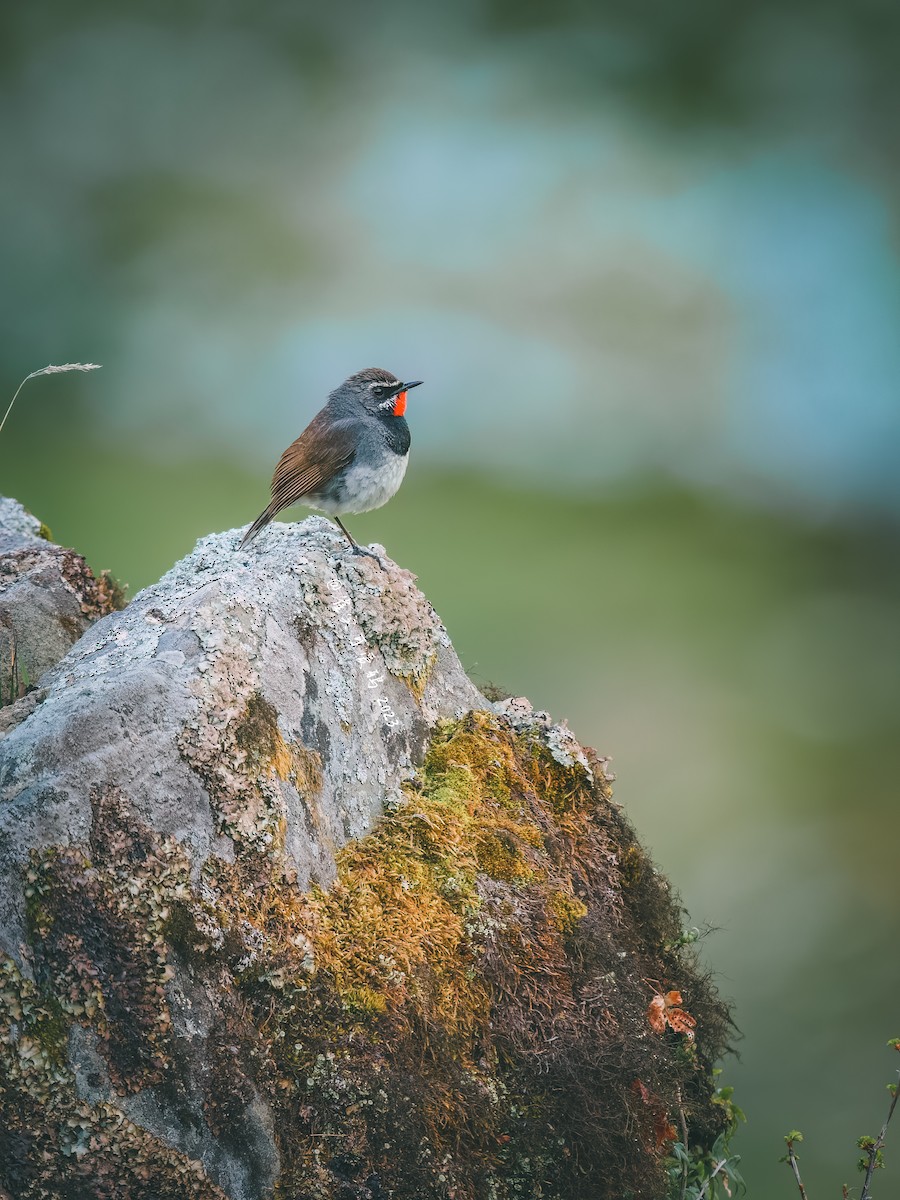 Chinese Rubythroat - 雀实可爱 鸦