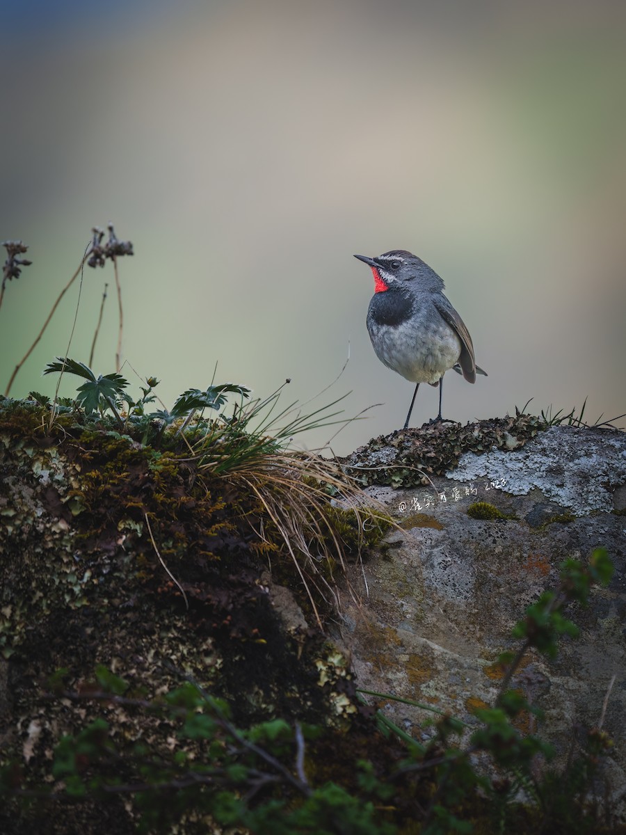 Chinese Rubythroat - ML623317164