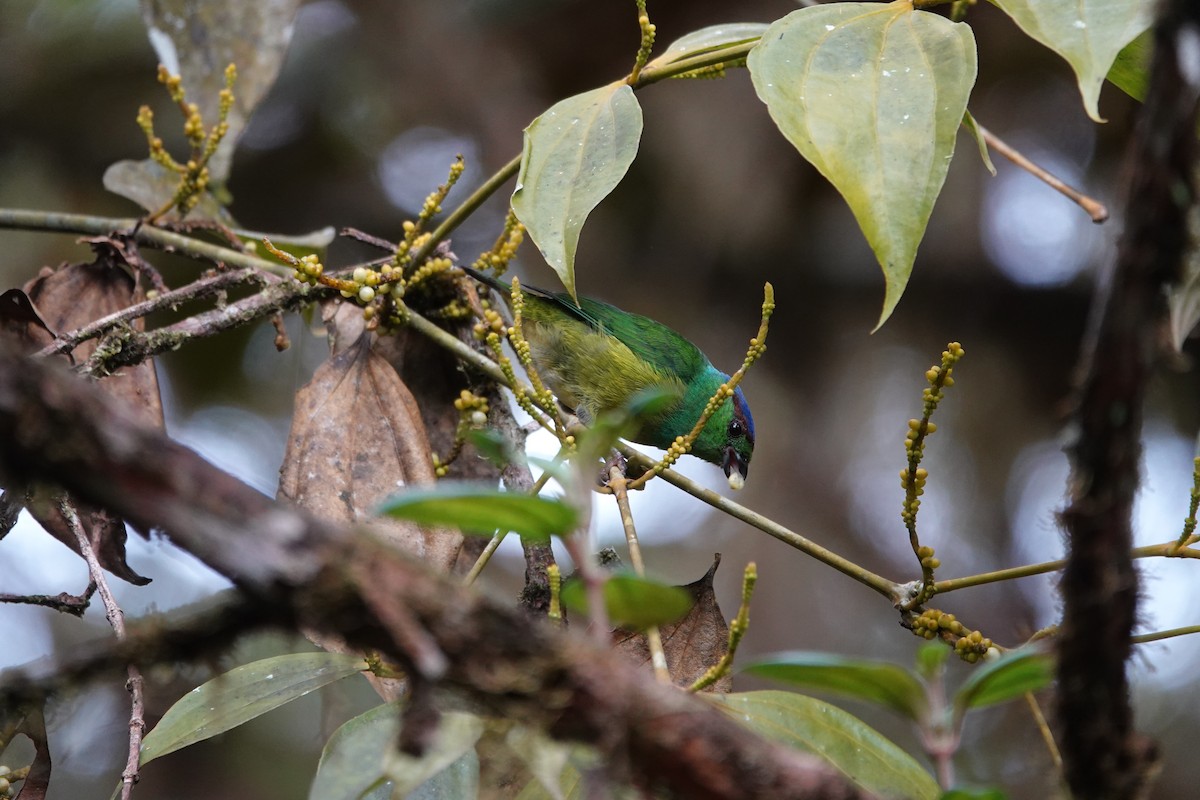 Chestnut-breasted Chlorophonia - ML623317167