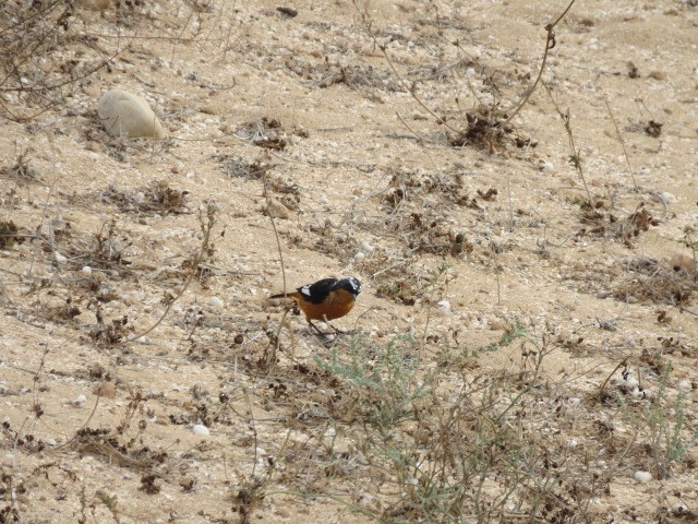 Moussier's Redstart - ML623317169