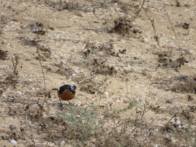 Moussier's Redstart - ML623317173