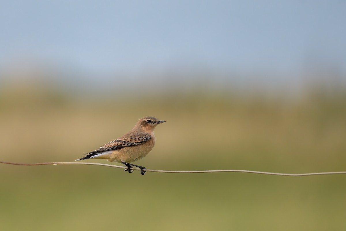 Northern Wheatear - ML623317187