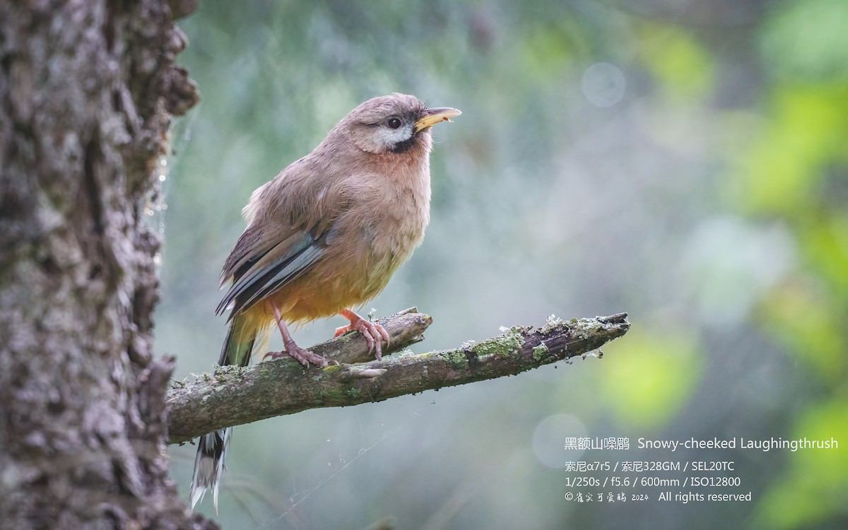 Snowy-cheeked Laughingthrush - ML623317221