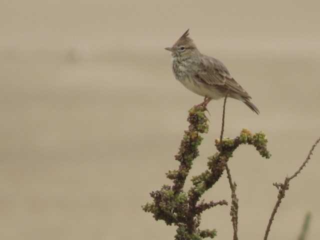 Crested Lark - ML623317250