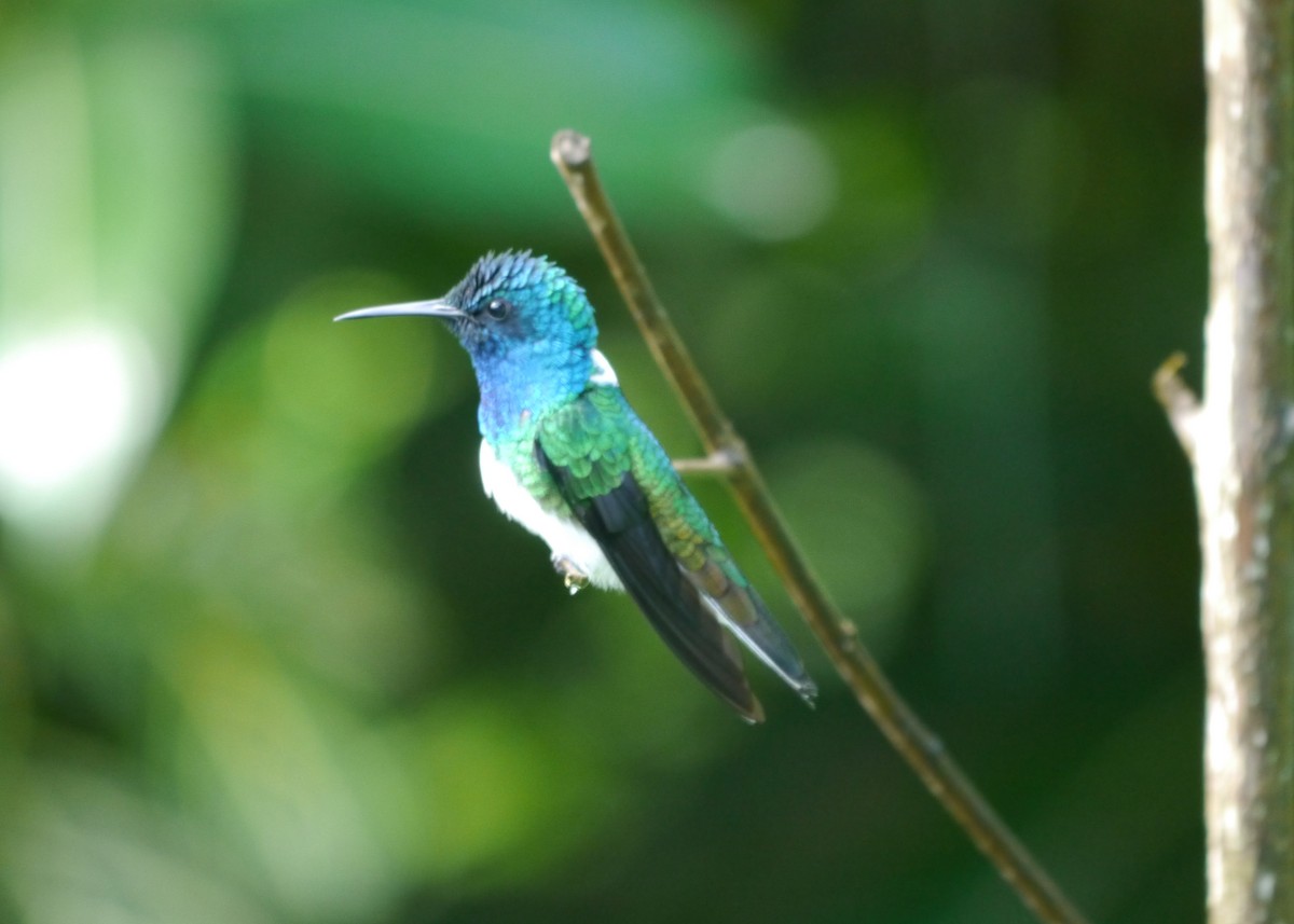 White-necked Jacobin - ML623317251