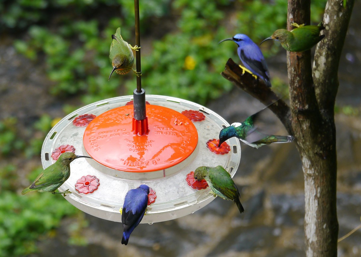 White-necked Jacobin - ML623317252