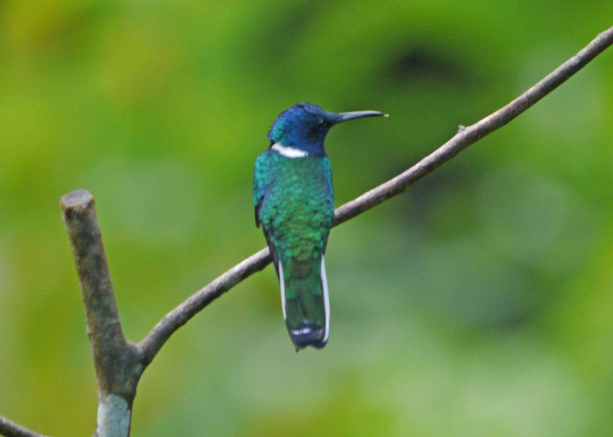 White-necked Jacobin - ML623317253