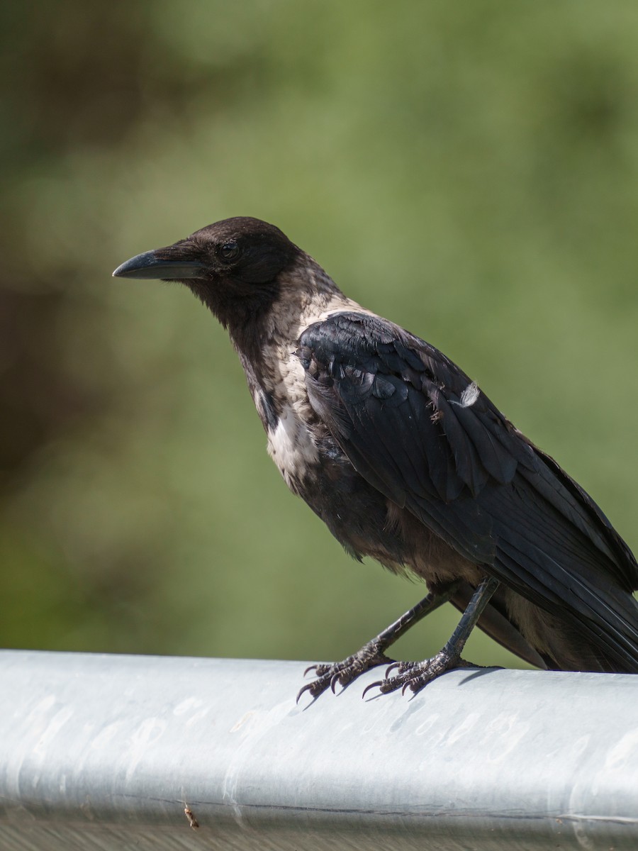 Collared Crow - ML623317254