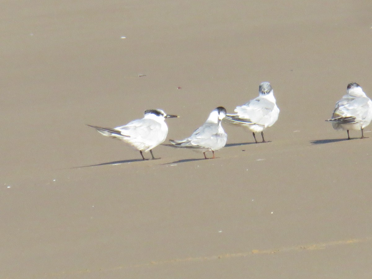 Common Tern - ML623317288