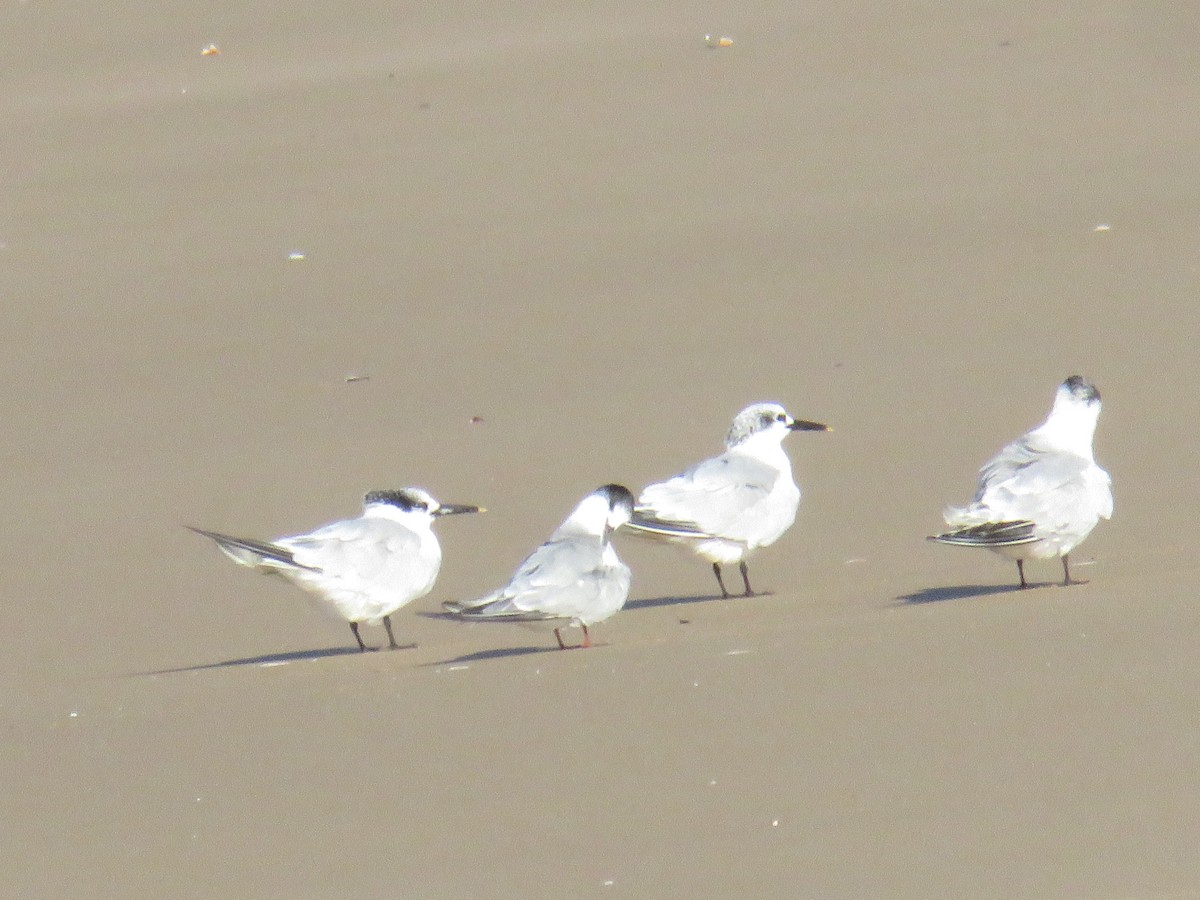 Common Tern - ML623317290