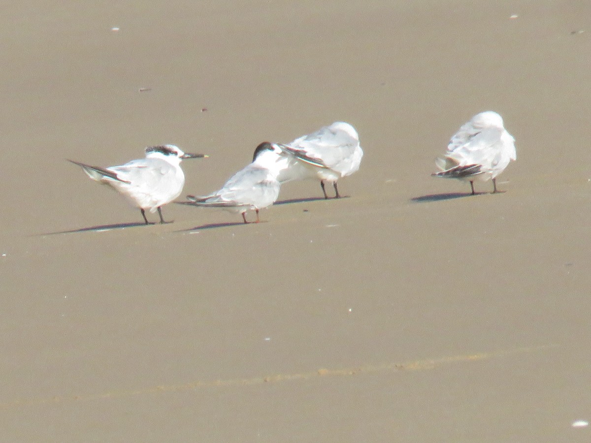 Common Tern - ML623317291