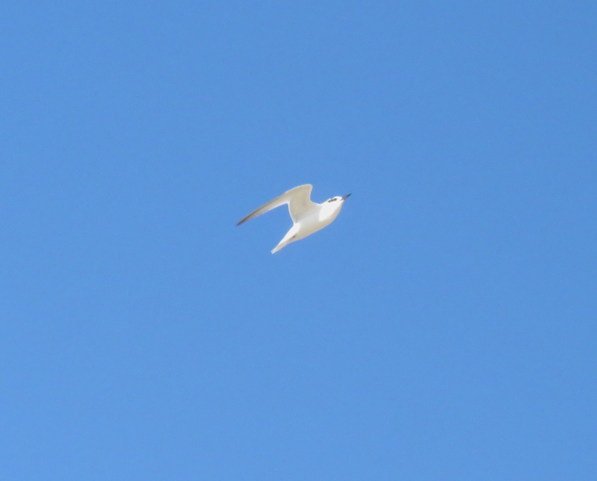 Little Tern - ML623317308