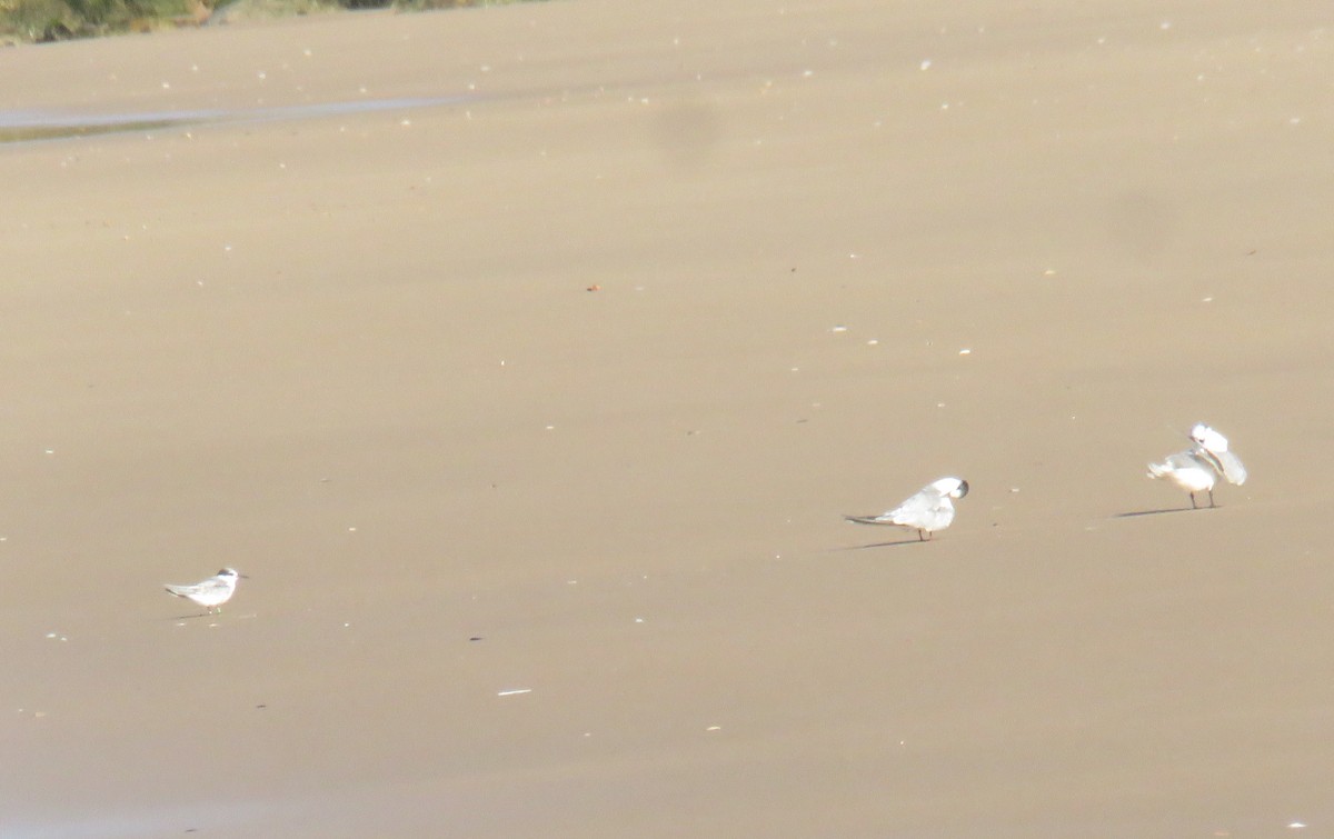 Little Tern - ML623317314