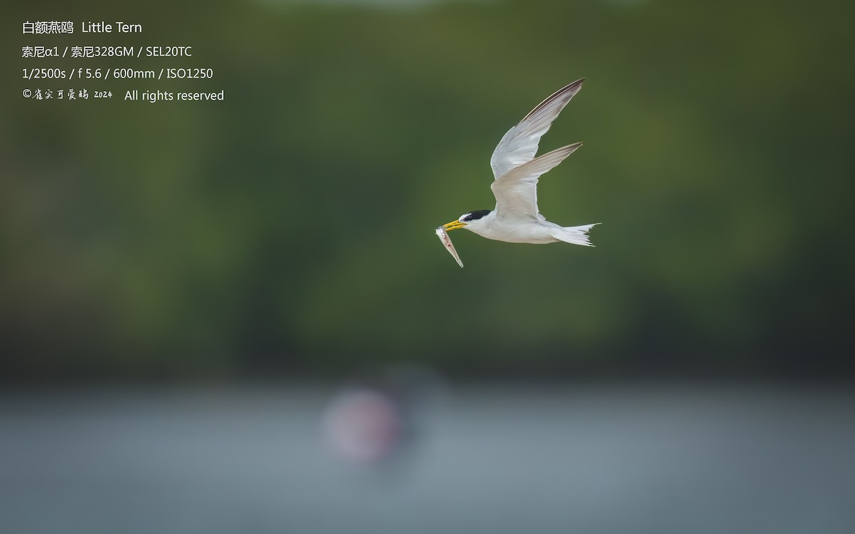 Little Tern - ML623317344